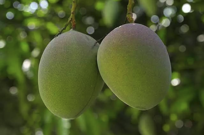 总是吃不到树上自然熟的芒果？怎样辨别自然熟和催熟的芒果？