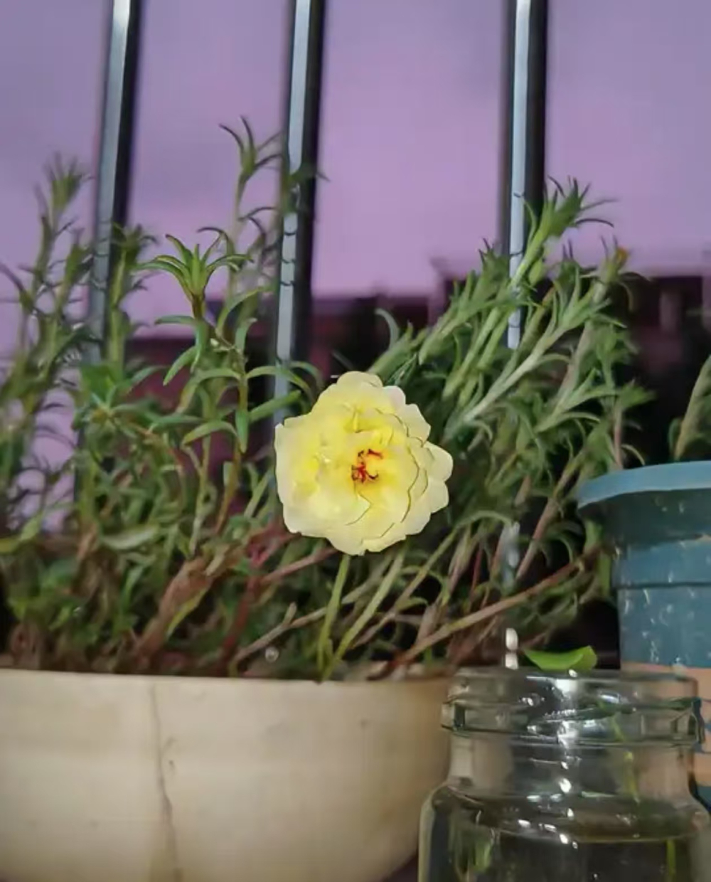 耐高温的花卉有哪些品种？适合懒人养的室内绿植推荐？