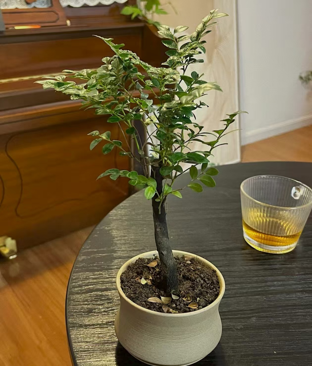 有钱人家里必养的植物是什么？镇宅招财旺人的植物推荐？