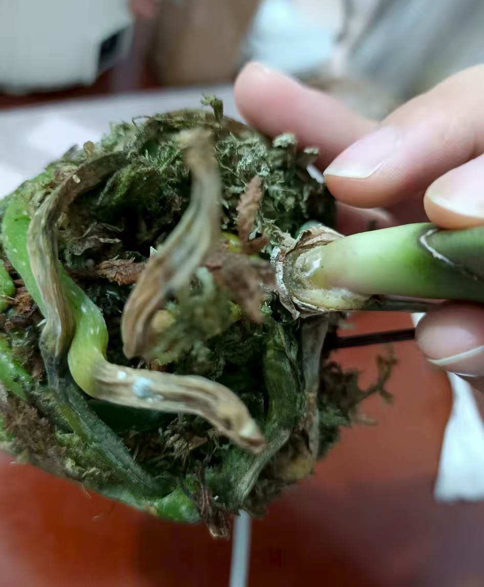 如何判断蝴蝶兰正在烂根呢？蝴蝶兰烂根是什么样的呢？