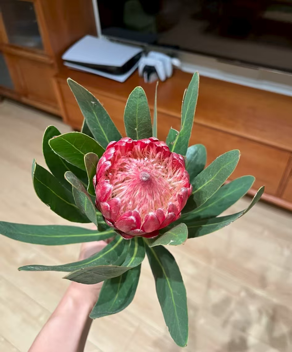 最高雅的花是什么花呢？什么花可以让人心情舒畅呢？