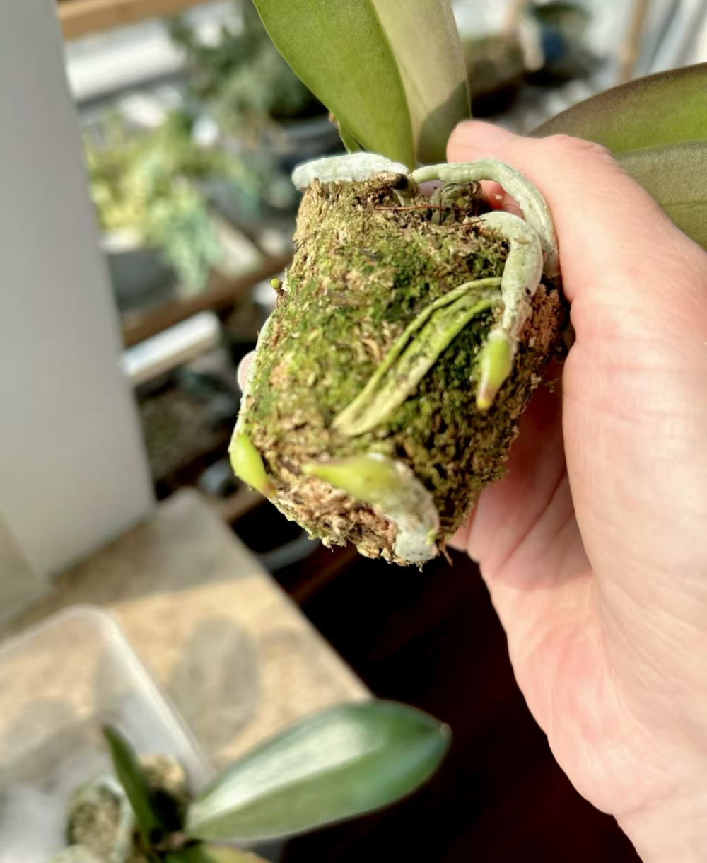 蝴蝶兰的根是白色的还是绿色的呢？ 蝴蝶兰健康的根是怎么样的？