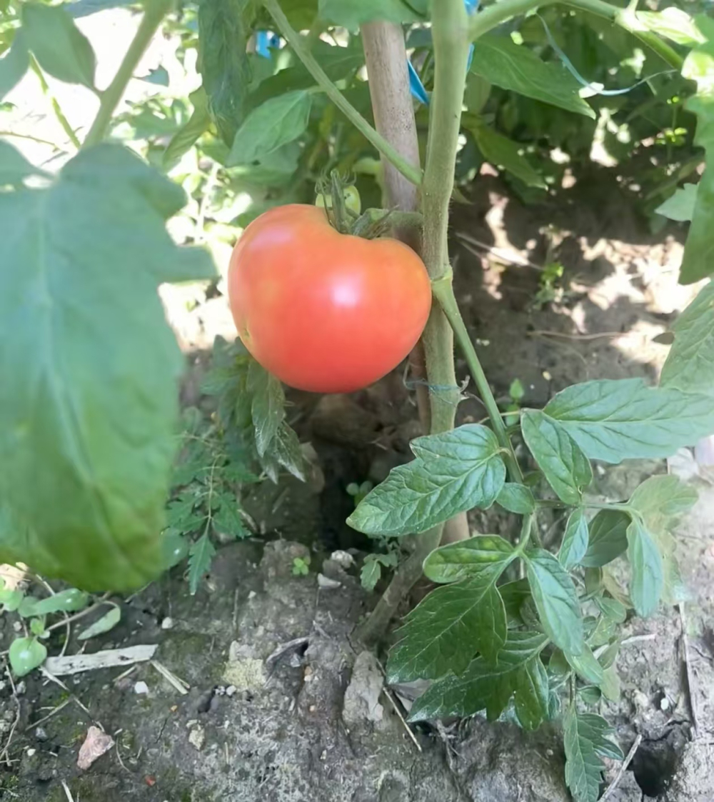 目前适合种植什么蔬菜最好呢？懒人蔬菜品种有哪些？
