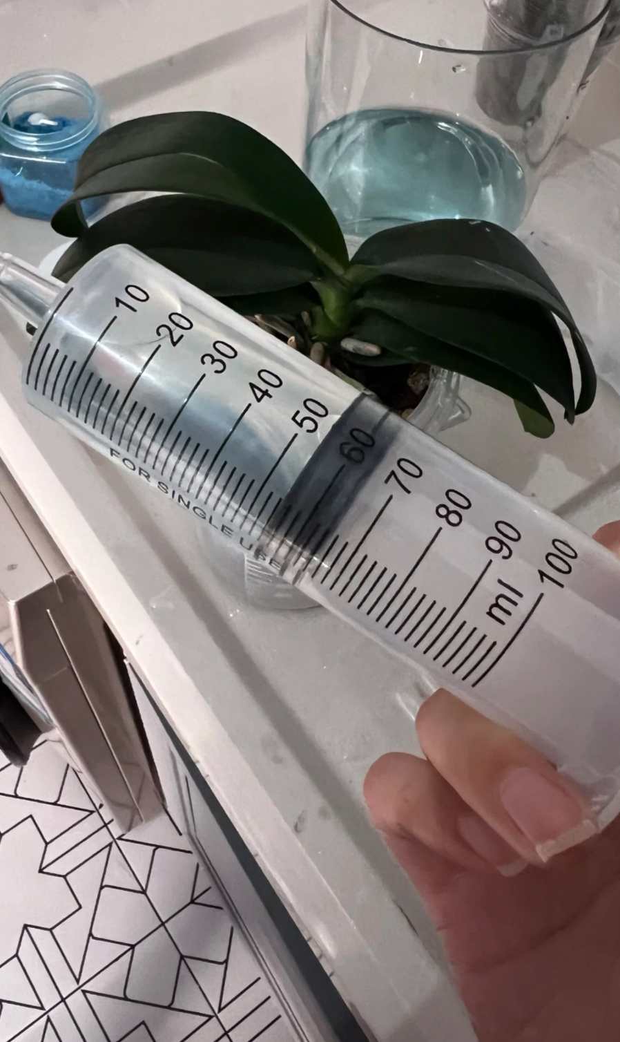 蝴蝶兰养花淋水有什么秘诀呢？蝴蝶兰怎么浇水不烂根呢？