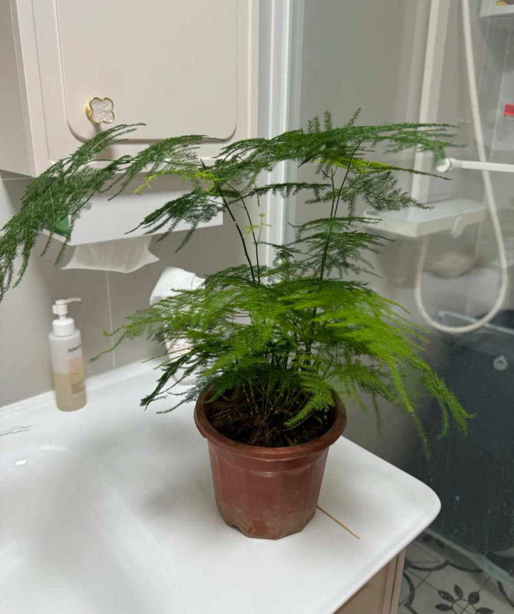 室内养什么花最好最吉利？室内最旺三种花卉是什么？