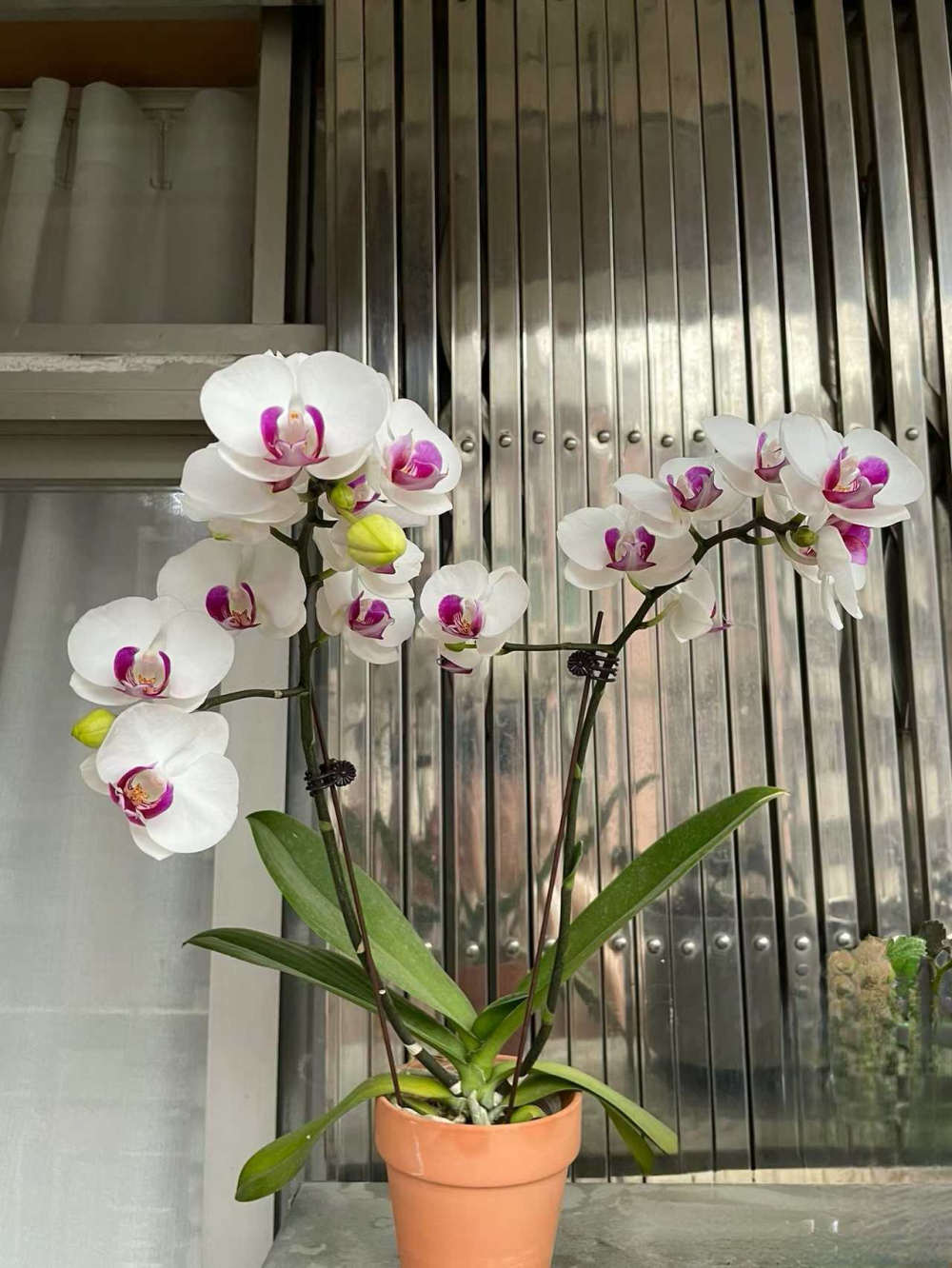 蝴蝶兰好养吗新手能养吗？蝴蝶兰这种花怎么养才能开花？