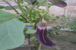 种茄子需要阳光充足吗？在阳台种茄子选哪个品种好