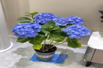 圆球状的花叫什么名字？绣球花哪个品种好看又好养？