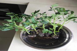 圣女果种子可以直接种吗？圣女果催芽的最佳方法