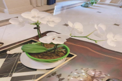 蝴蝶兰如何授粉人工方法？蝴蝶兰如何繁殖一盆变多盆？