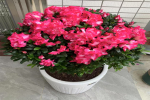 爱喝醋的花卉有那些品种呢？酸性花卉可以兑醋浇水吗？