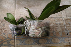 蝴蝶兰的茎粗细原因有哪些？蝴蝶兰茎粗细怎么处理最简单？