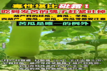 瓠子大量上市，吃到发苦的赶紧吐掉！毒性堪比砒霜！