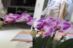 蝴蝶兰叶子发皱是缺水吗？蝴蝶兰喜欢阳光吗还是喜欢阴凉？