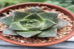 多肉大和锦会开花吗？大和锦多肉长出侧芽怎么办？
