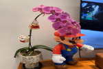 蝴蝶兰哪些品种便宜呢？兰花叶子发黄干枯怎么办好呢？
