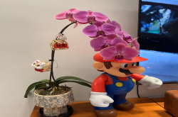 蝴蝶兰哪些品种便宜呢？兰花叶子发黄干枯怎么办好呢？