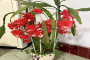 夏天穷养的花卉叫什么呢？哪些花夏季是休眠期呢？