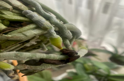 蝴蝶兰水晶头是什么样子的？蝴蝶兰水晶头为什么会萎缩？