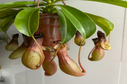 驱蚊植物哪种最好对人体无害的？夏天养什么植物可以驱虫？