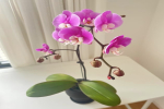 蝴蝶兰延长花期有效方法有哪些？蓝色蝴蝶兰褪色怎么回事？