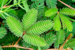 对人体有害的花都是什么花呢？家里不能养的绿植有哪些？