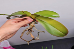 蝴蝶兰烂根最简单的处理方法？蝴蝶兰什么时候扔掉最好？