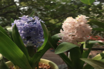 夏天枯萎的植物有哪些？夏天休眠的花卉有哪些品种？