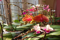 植物施肥过多烧根有什么现象？蝴蝶兰如何科学施肥才正确呢？