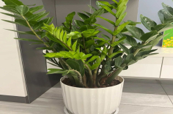 需要经常换土的植物是什么？喜欢生活在土里的植物有哪些？
