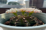 不用浇太多水的植物叫什么？喜干怕湿植物是什么？