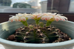 不用浇太多水的植物叫什么？喜干怕湿植物是什么？