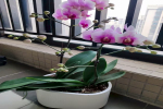 蝴蝶兰病虫多发季节是几月份？蝴蝶兰的病虫害的预防措施有哪些？