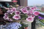 公认花量大的植物有哪些品种？花期长好养活的花是什么花？