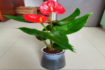 花卉中比较耐阴的花卉是哪种？新手好养的花草植物有哪些？