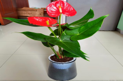 花卉中比较耐阴的花卉是哪种？新手好养的花草植物有哪些？
