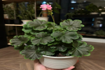 越剪越开花的花有哪些？怎么修剪视频多余的部分呢？