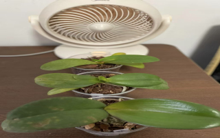 夏季如何让蝴蝶兰降温呢？蝴蝶兰可以开窗通风吗为什么？