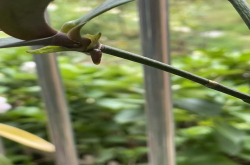 蝴蝶兰高芽怎么分株的？蝴蝶兰分株移栽注意事项有哪些？