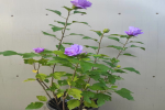 适合在窗台养的四季开花植物？花量大植物有哪些品种？