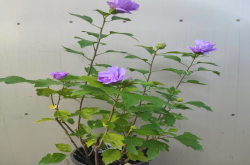 适合在窗台养的四季开花植物？花量大植物有哪些品种？