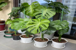 最适合客厅养的绿植有哪些？客厅什么大型植物好养活？