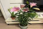 封闭阳台养什么花好,四季都可观赏的植物？阳台通风不好怎么养花？