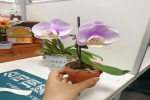 剪掉蝴蝶兰水晶头会怎么样？蝴蝶兰的水晶头有什么作用？