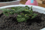盘栽番茄需要摘叶子吗为什么？盘栽番茄什么时候摘叶最好呢？