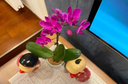 蝴蝶兰健康的根是怎么样的？蝴蝶兰水晶头颜色有几种呢？