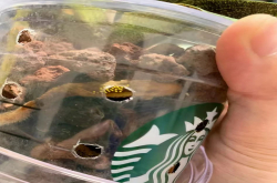 养护秘诀蝴蝶兰介质配比方法有这些！蝴蝶兰喜欢用什么土壤呢？