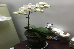 蝴蝶兰的生活环境及特点？蝴蝶兰如何预防叶子生病呢？