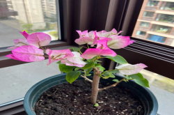 养蝴蝶兰盆栽秘诀是什么呀？蝴蝶兰长期养护方法！