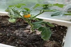 番茄种植需要掐头吗?番茄种植打叉掐尖方法有哪些